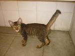 Laara - Domestic Medium Hair Cat
