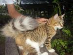 Shiro - Persian + Bengal Cat