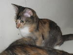Smudges - Adopted By Ina &amp; Bob - Domestic Short Hair Cat