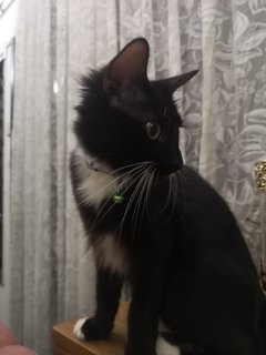 Jebat - Domestic Medium Hair Cat