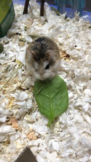 Koi - Roborovsky's Hamster Hamster