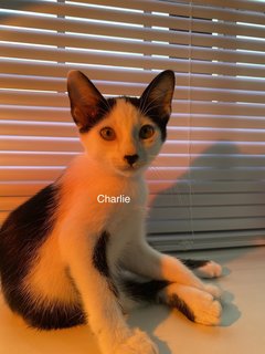 Charlie, Mimi, Felix - Domestic Short Hair Cat