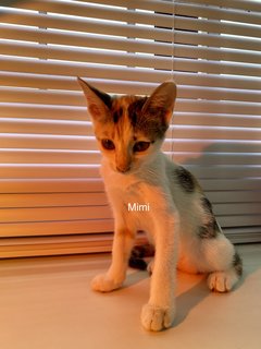 Charlie, Mimi, Felix - Domestic Short Hair Cat