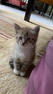 Baby-roo - Domestic Medium Hair Cat