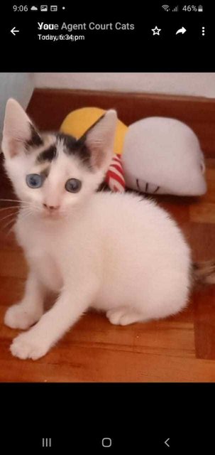 Venus (One Blue Eye/ One Brown)  - Domestic Short Hair Cat