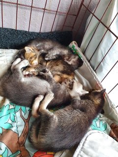 4 Tiny Little Kitties - Domestic Short Hair Cat