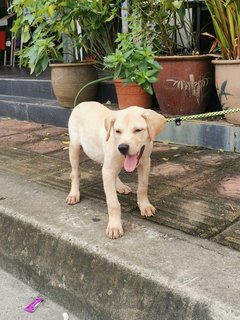 Leon (Short Tail) - Labrador Retriever Mix Dog