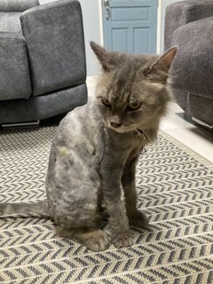 Grey - Persian Cat