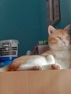 Ginger - Domestic Short Hair + Domestic Medium Hair Cat