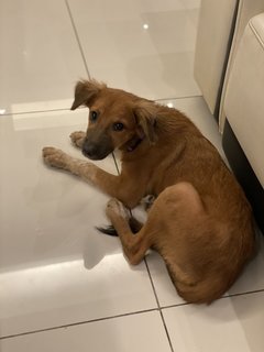 Jinja - Has Been Adopted - Mixed Breed Dog