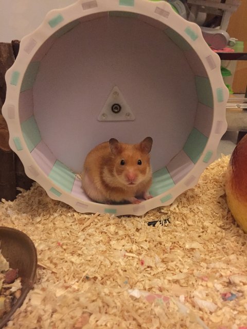 Riku - Syrian / Golden Hamster Hamster