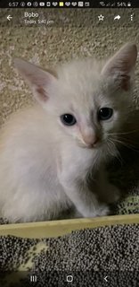 Siamese  Mixed - Siamese Cat