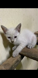 Siamese  Mixed - Siamese Cat