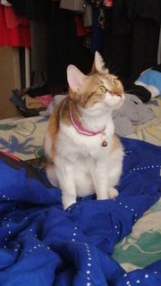 Rosy - Calico Cat