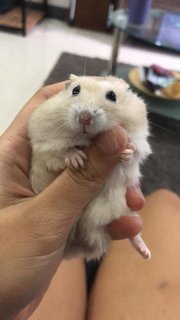 Baobao And Tosai  - Common Hamster Hamster