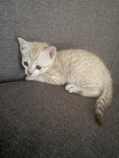 Antar - Domestic Short Hair Cat