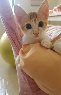 Yi Yi Kitten - Domestic Short Hair Cat