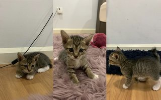 Kat - Tabby + Domestic Medium Hair Cat