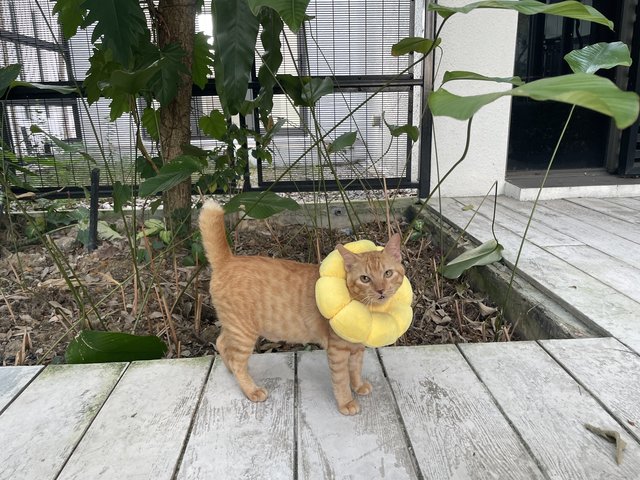 Oyen The Fluffy Sunflower - Domestic Short Hair Cat