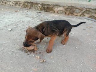 Latte,simon,kong,alvina,polar,theo &amp; Old - Mixed Breed Dog