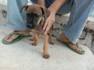 Latte,simon,kong,alvina,polar,theo &amp; Old - Mixed Breed Dog