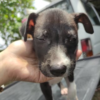Black &amp; White Puppies For Adoption - Mixed Breed Dog