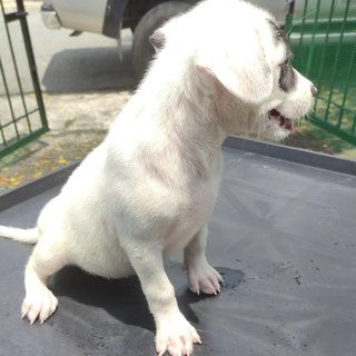 Black &amp; White Puppies For Adoption - Mixed Breed Dog