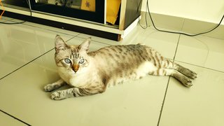 Zeus - Domestic Short Hair + Birman Cat