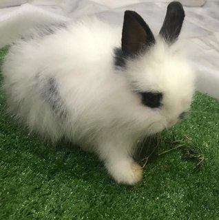 Fatty  - Hotot + Lionhead Rabbit