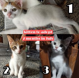 Mocha, Latte, Tj - Domestic Medium Hair + Domestic Short Hair Cat