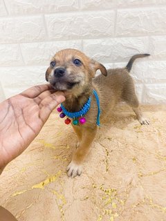 All Adopted - Roxy’s Babies - Mixed Breed Dog