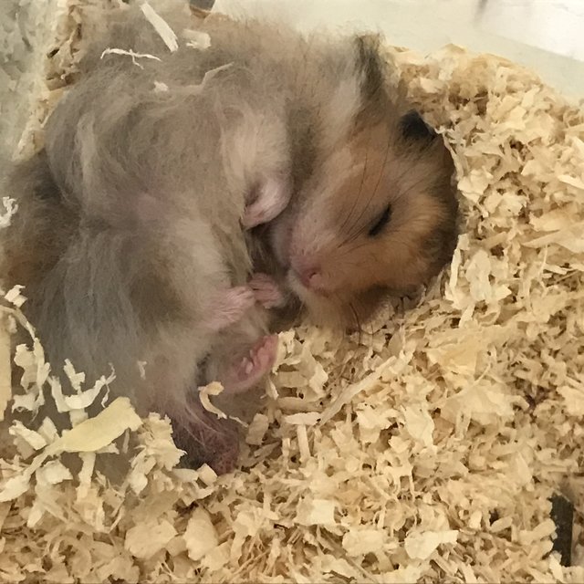 Coconut - Syrian / Golden Hamster Hamster