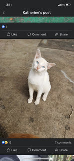 Wu Yi Fan（小白 Or Si Putih） - Domestic Short Hair Cat
