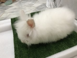 Fleecy  - Angora Rabbit Rabbit