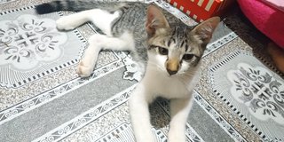 Aki &amp; Omel - Domestic Short Hair Cat