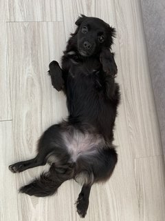 Rosie - Chihuahua + Shih Tzu Dog