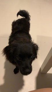 Rosie - Chihuahua + Shih Tzu Dog