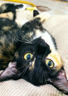 Heimi - Domestic Medium Hair Cat