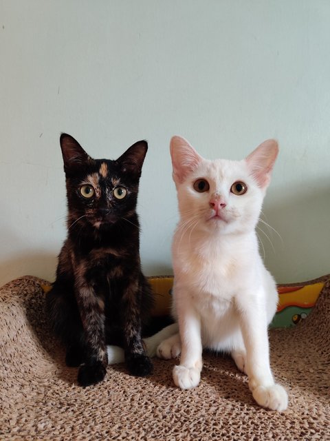 Casper &amp; Eevie - Domestic Short Hair Cat
