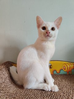 Casper &amp; Eevie - Domestic Short Hair Cat