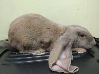 Jojo - English Lop Rabbit