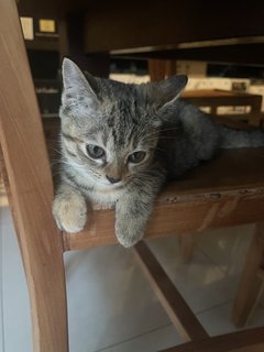 Elli - Domestic Short Hair Cat