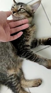 Zia - Domestic Medium Hair Cat