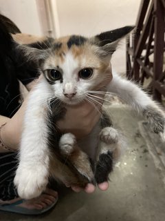 Kittensss - Domestic Short Hair Cat