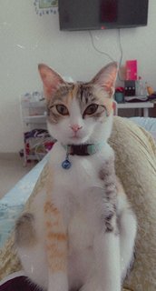 Mello - Calico + Domestic Medium Hair Cat