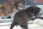 Ziggy's Kittens Ii - American Curl + Domestic Long Hair Cat