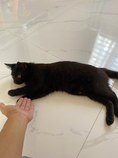 Belang &amp; Black - Domestic Short Hair Cat
