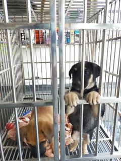Puppies Klang - Mixed Breed Dog