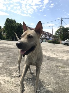 Bobby The Shar Pei Mixed Bull - Shar Pei + Bull Terrier Dog