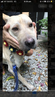 Bobby The Shar Pei Mixed Bull - Shar Pei + Bull Terrier Dog